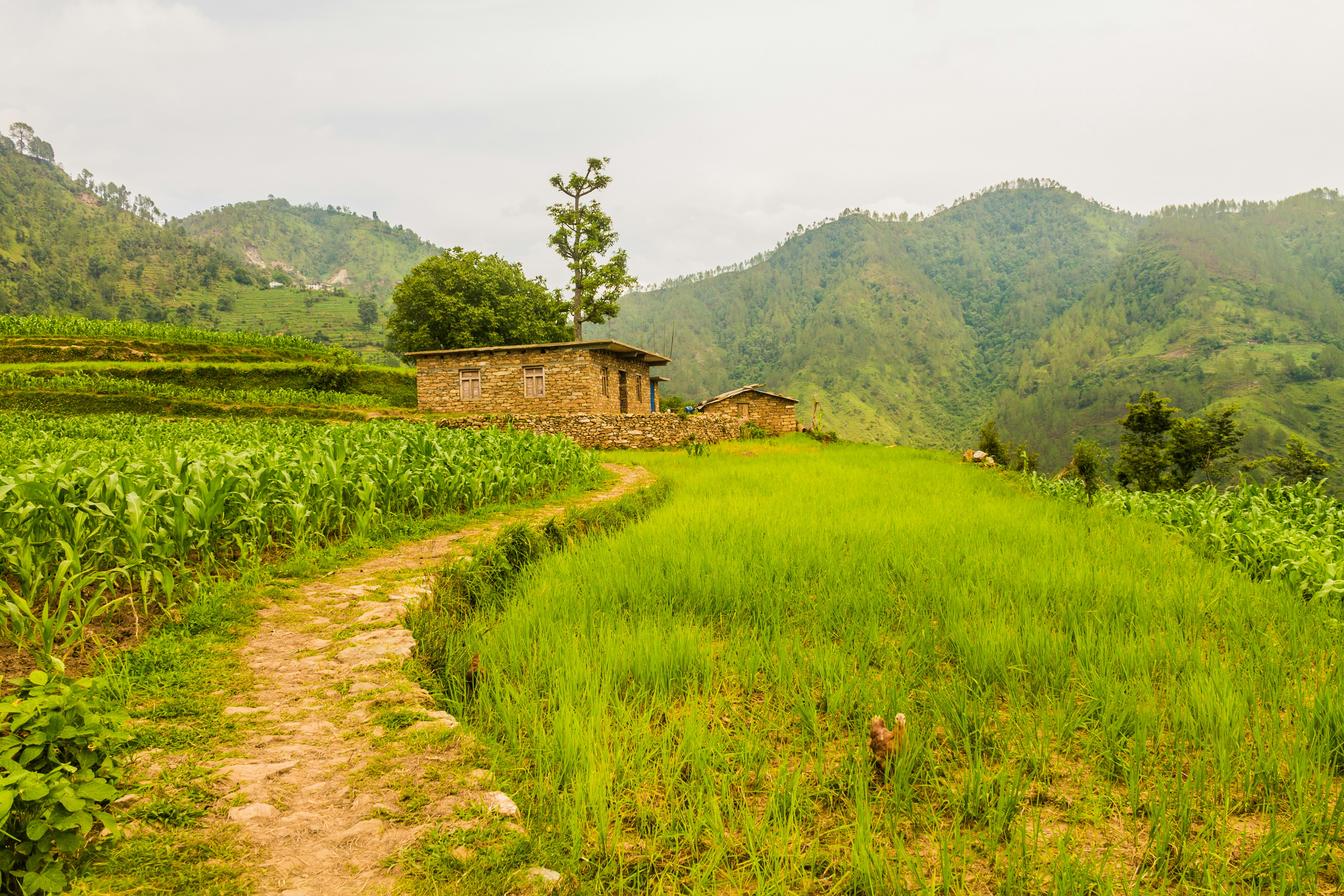 Living off the Land Attacks - Legitimate Tools as Attack Vectors